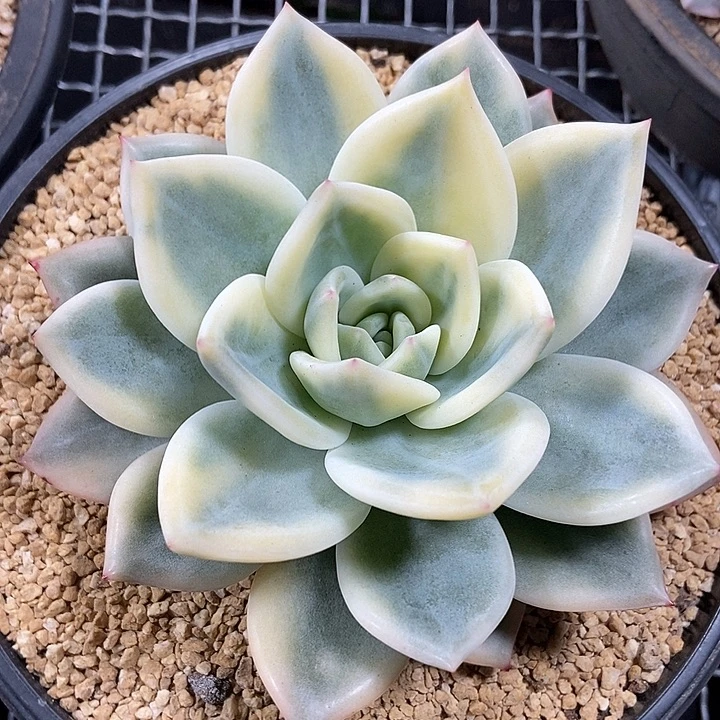 伊丽莎白锦多肉植物