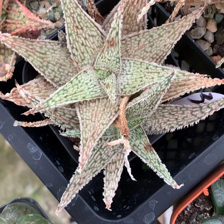 园艺芦荟带盆土发货