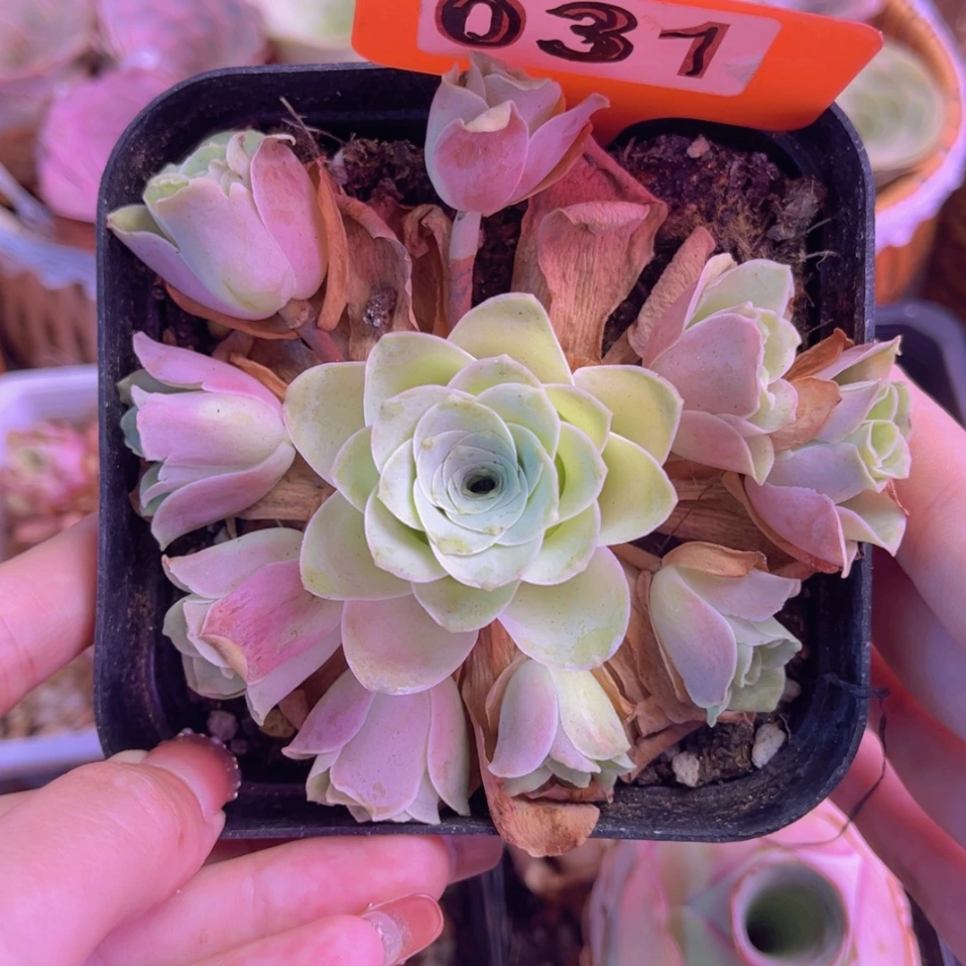 单品小玉一物一拍031