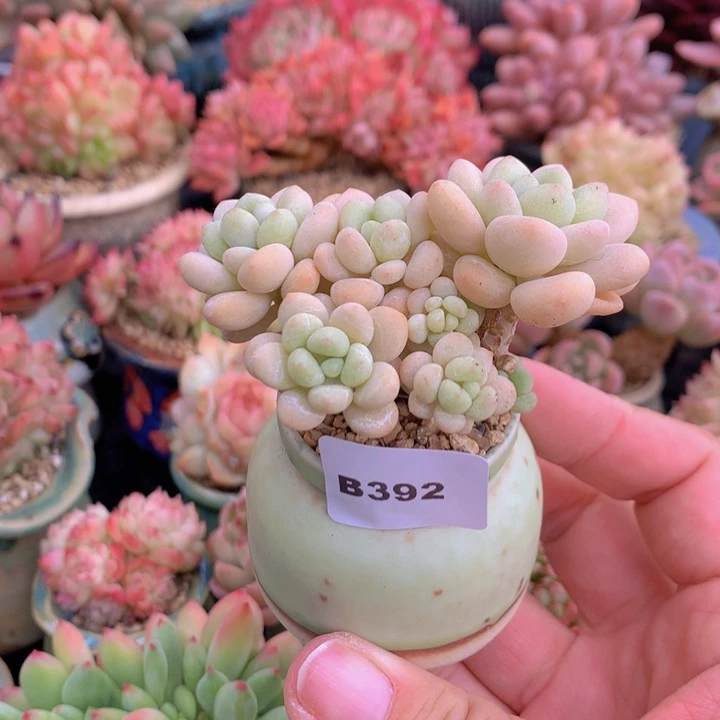 一物一拍含盆土满38包邮B392