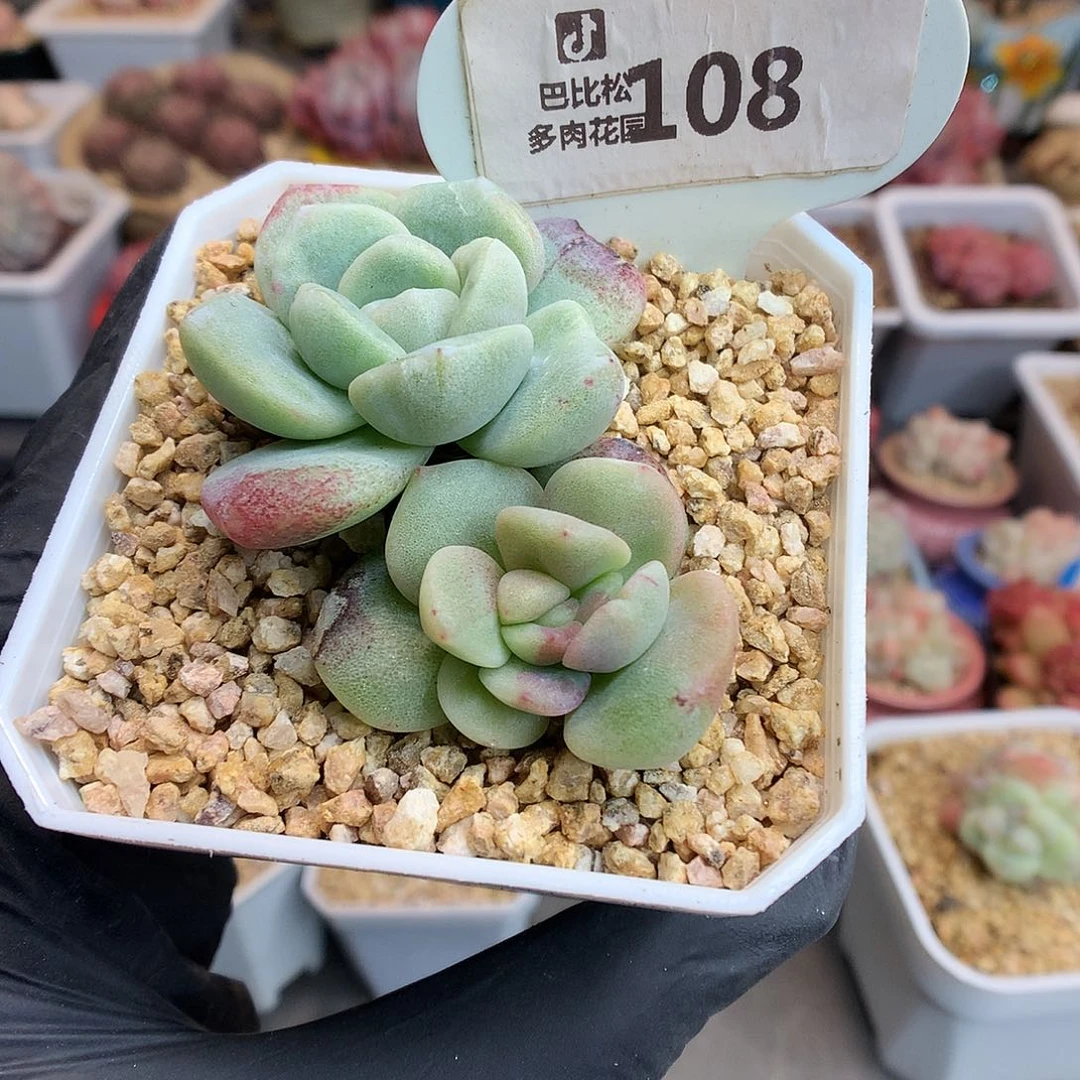 108 冰玉石化多肉