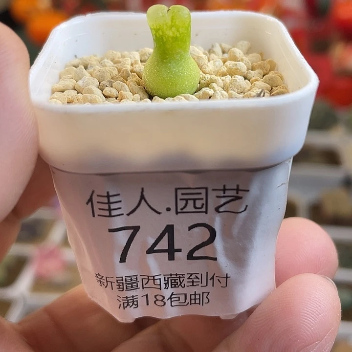 佳人园艺多肉生石花母本葫芦742