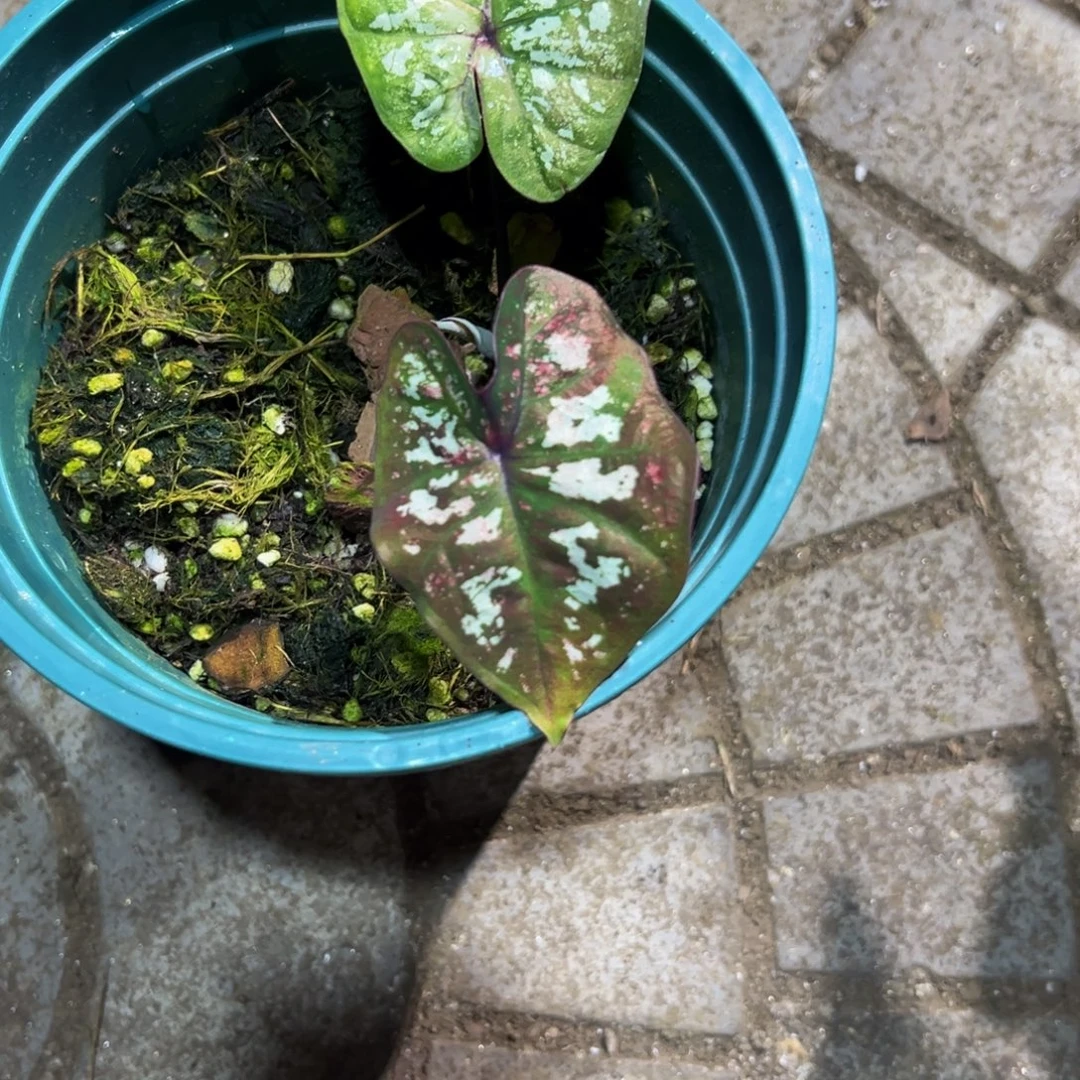 卡***二完全开放9090泰彩