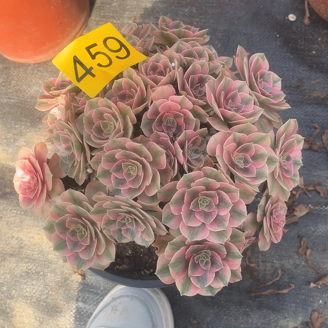 459粉女郎朵朵多肉植物