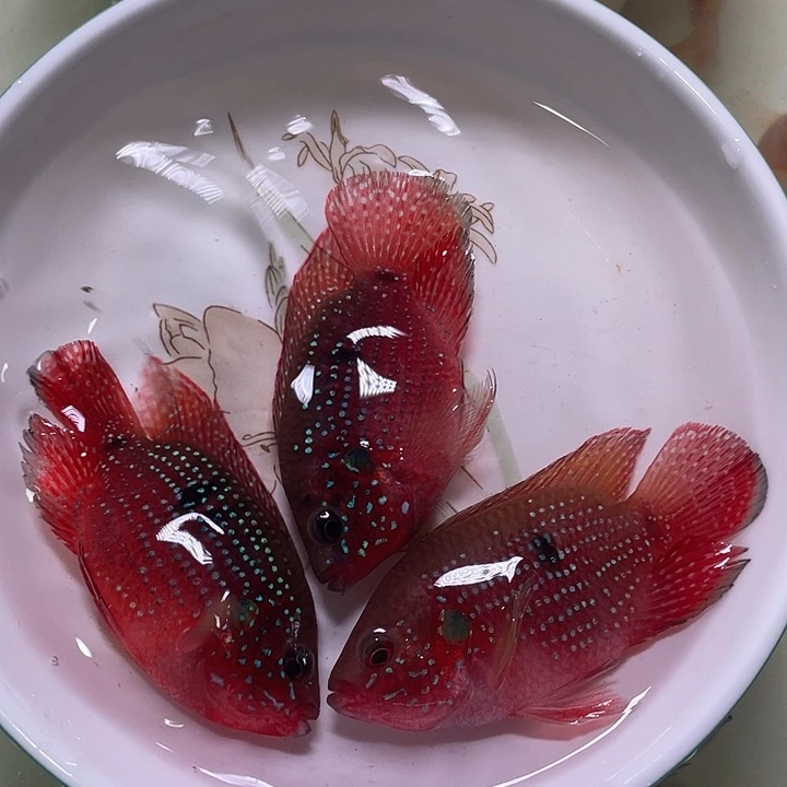 红宝石鱼红宝石2条备损1条