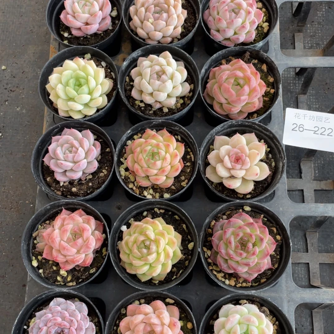 一物一拍18棵26-222