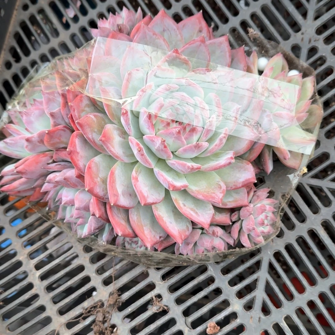 多肉植物多肉植物