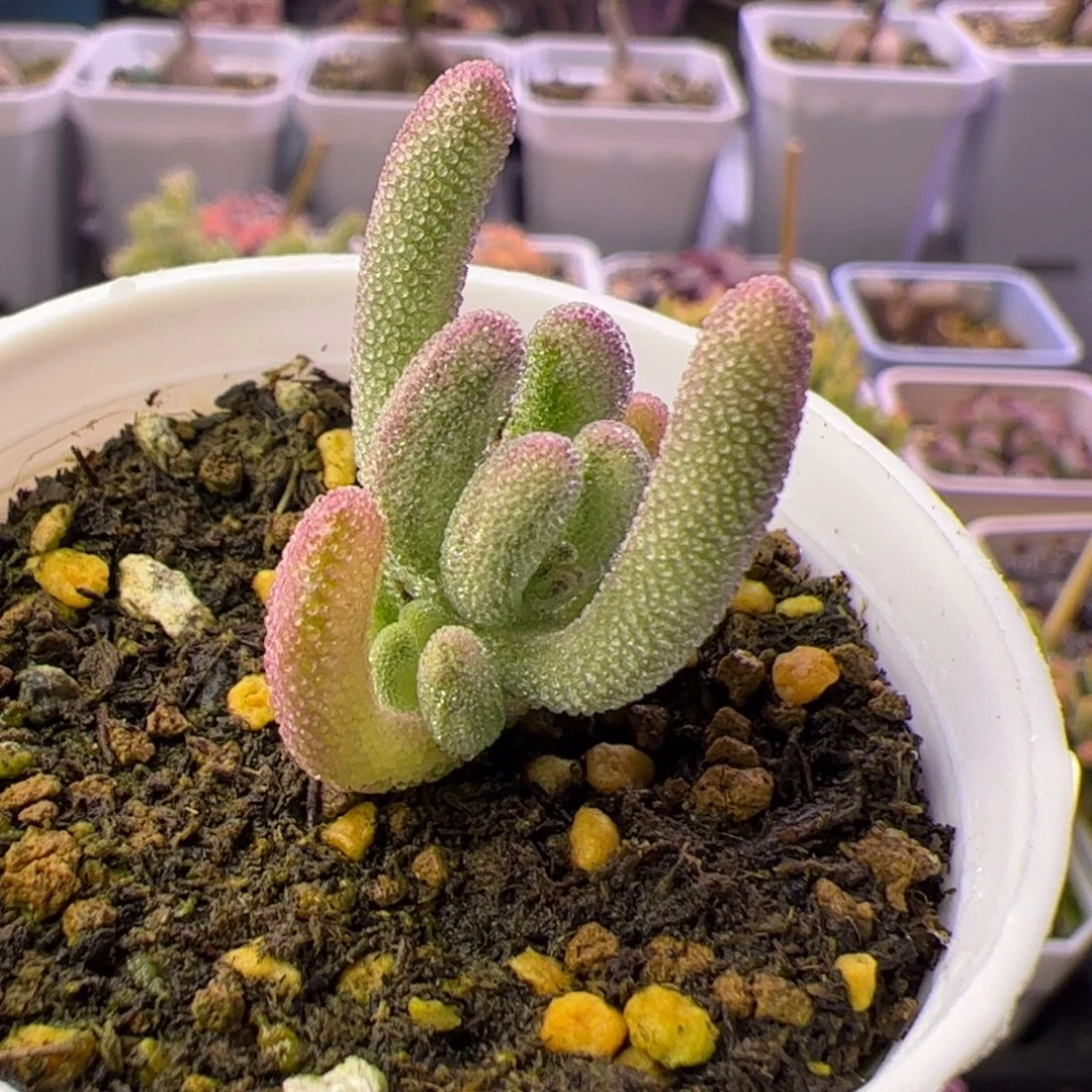 830多肉植物枝干紫闪带拉丝