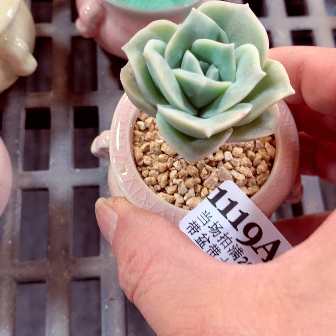 5厘米盆精控多肉1119