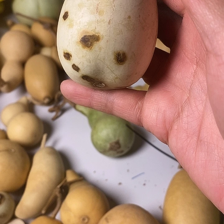 樊***梵大厚皮手把件葫芦