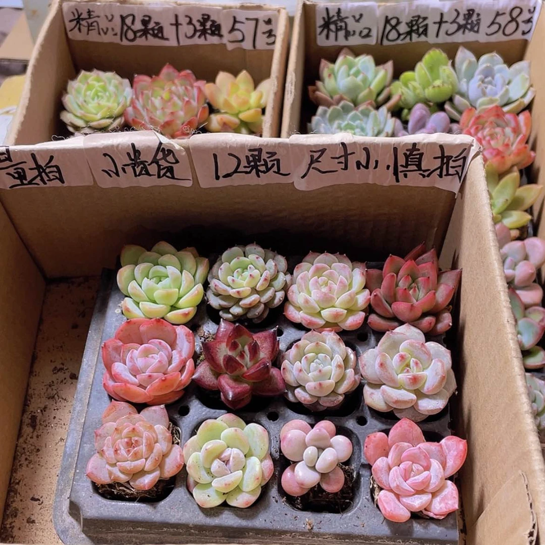 【闪购商品】【量拍】12颗小贵货约3厘米