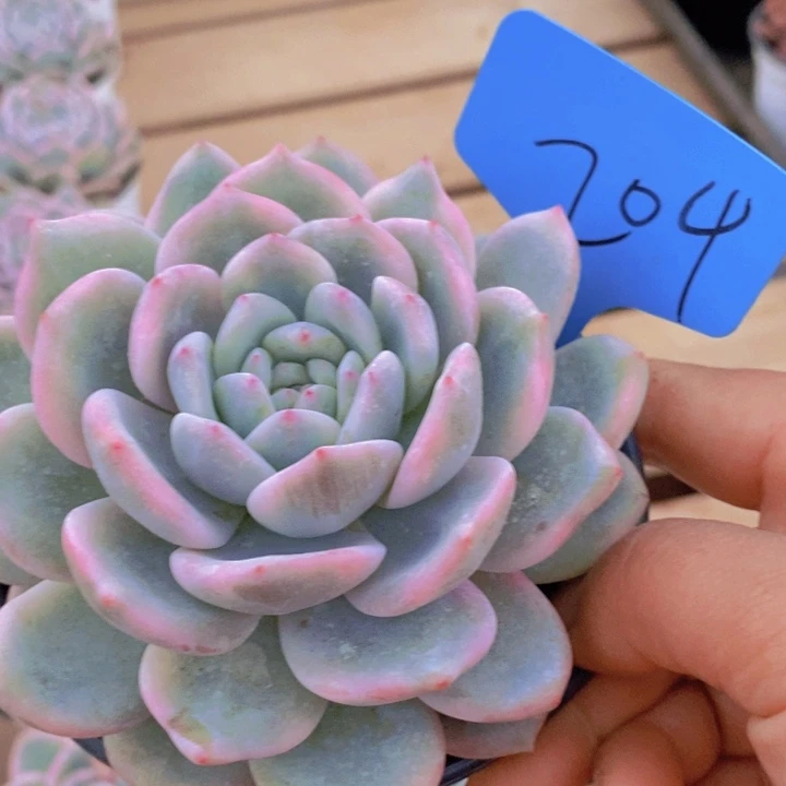 这么多都要我做呢你