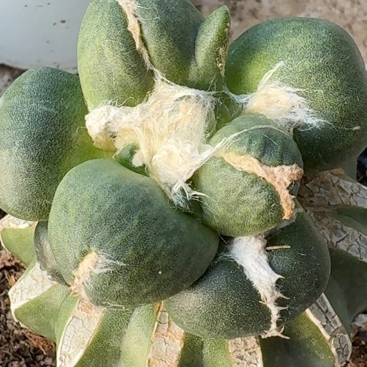 无花朵苗接蛋尤348