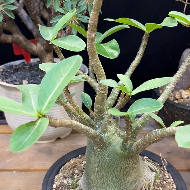 汤圆植物哥斯拉沙枚