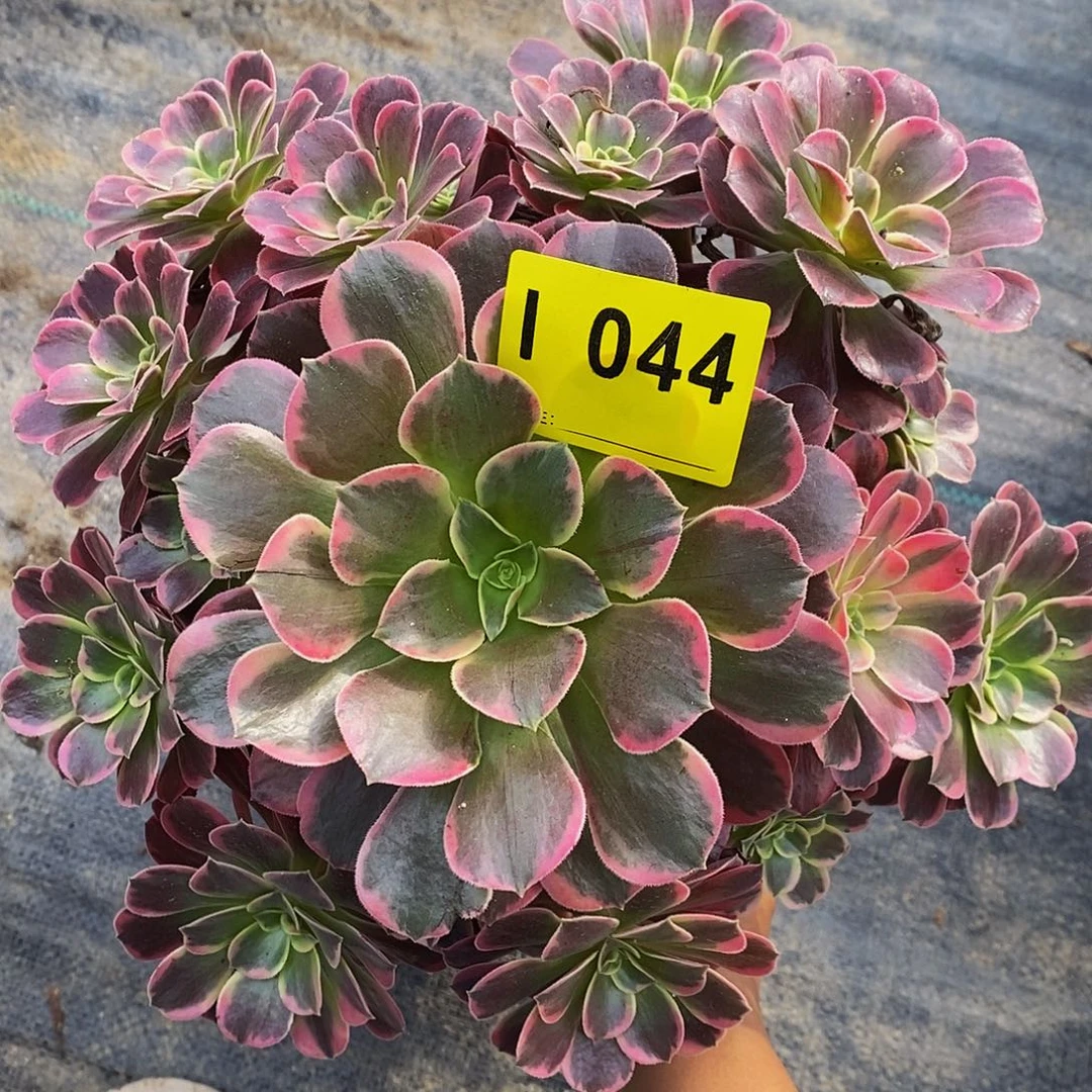 044金丝雀玫瑰4444444