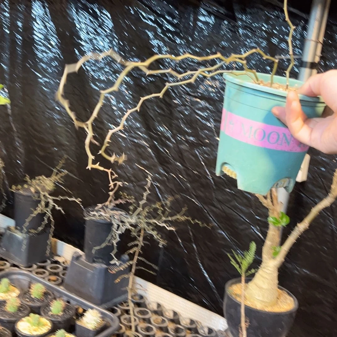 弯曲龙3699666996999