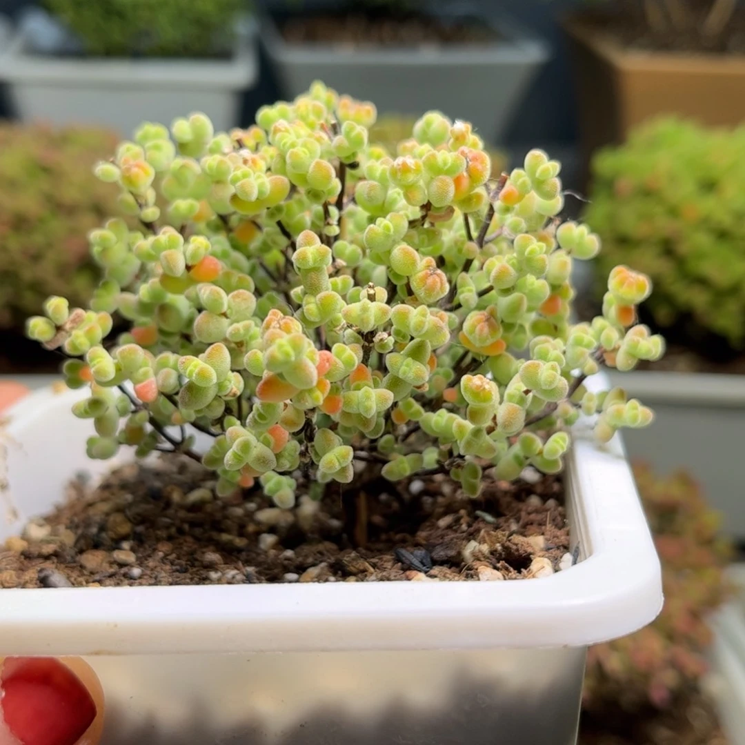 20实生莱斯优选枝干