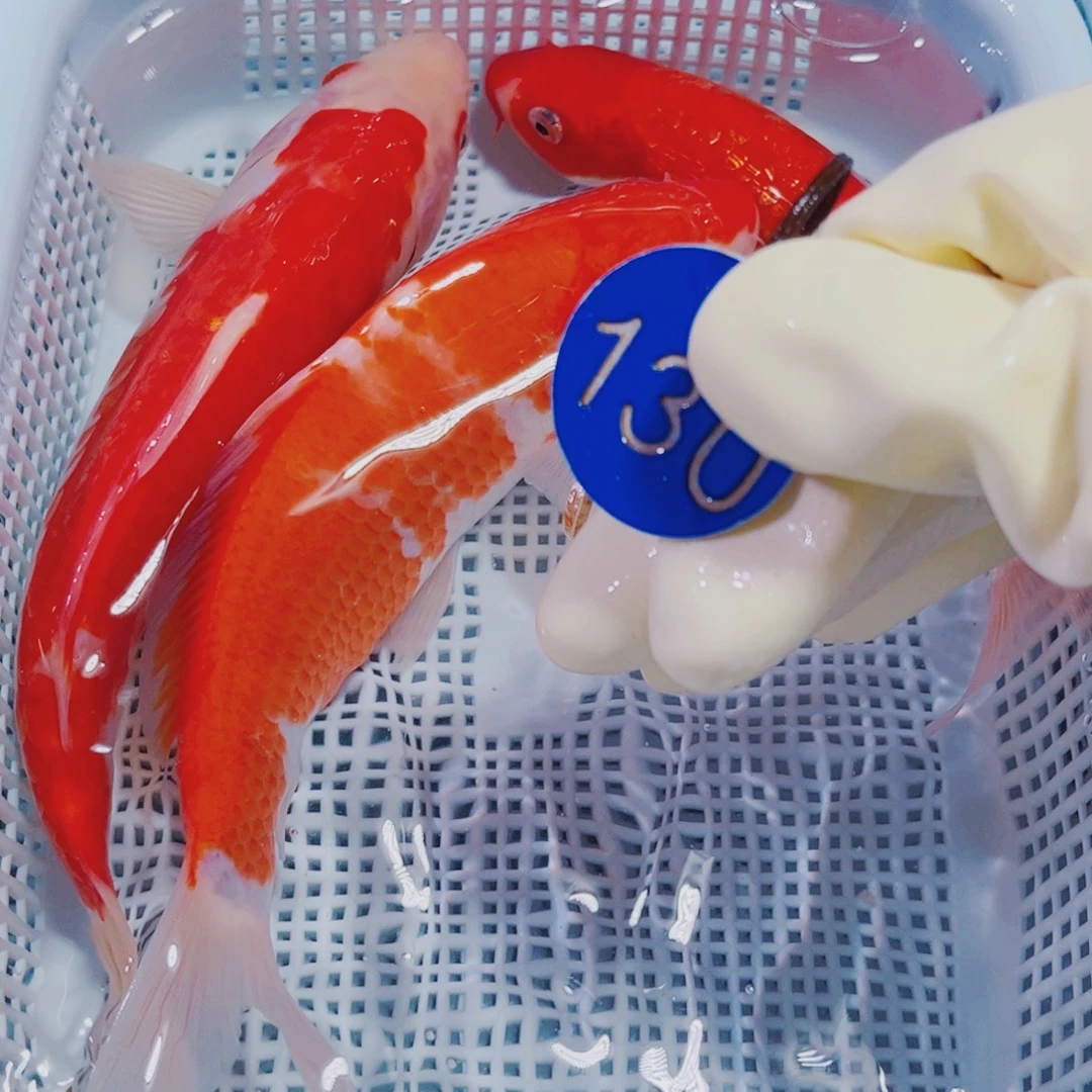 锦鲤130 锦鲤观赏鱼冷水