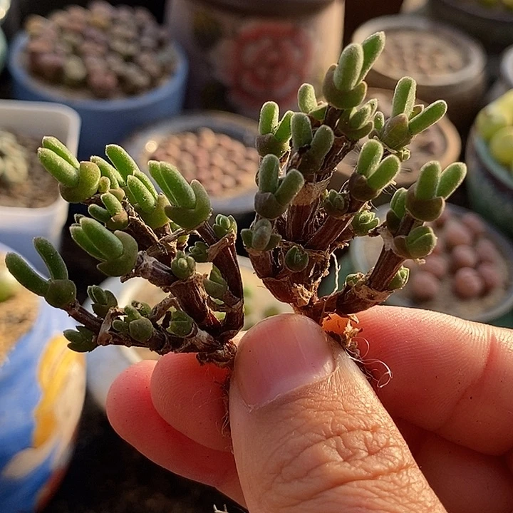 兔子群生老桩一颗