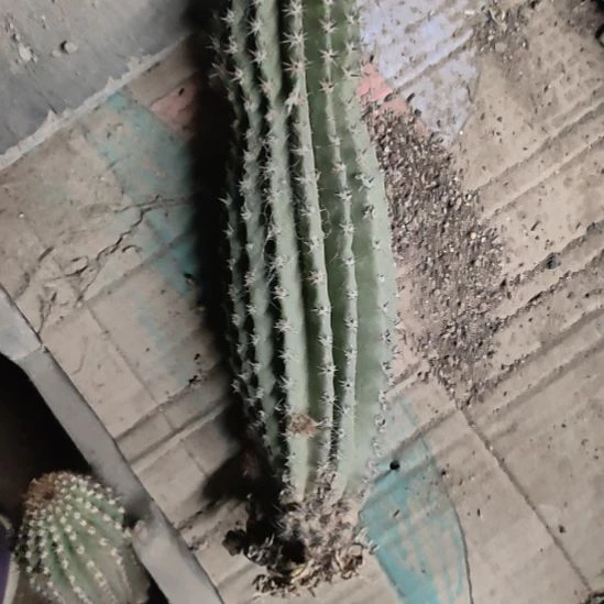 仙人球金妞蓉蓉带根瑕疵