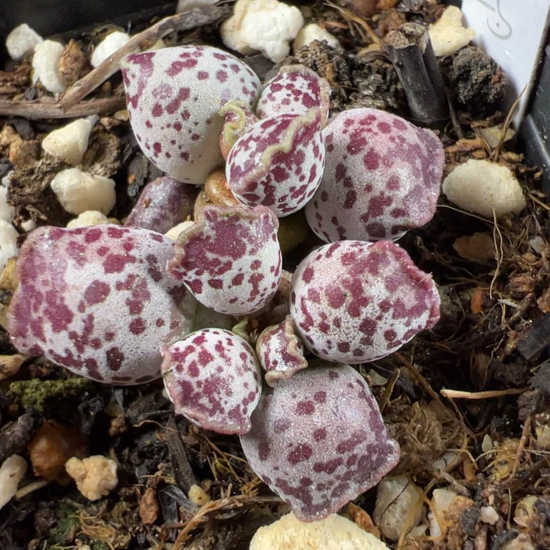 达摩海豹多头纯木质桩小型种