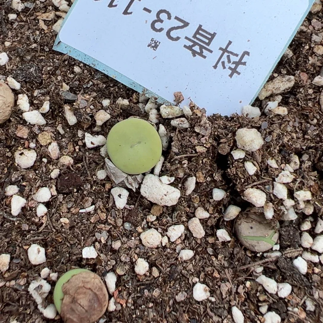 23-111量拍sub小红嘴9颗