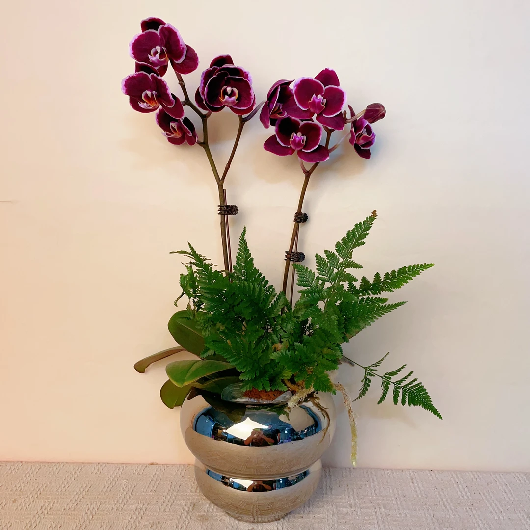 一木精选【拉丁舞裙】蝴蝶兰花卉高雅轻奢唯美高级盆栽美观开花热带