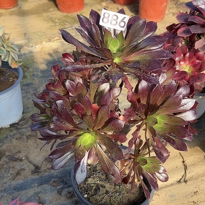 黑法师多肉886多肉不包断