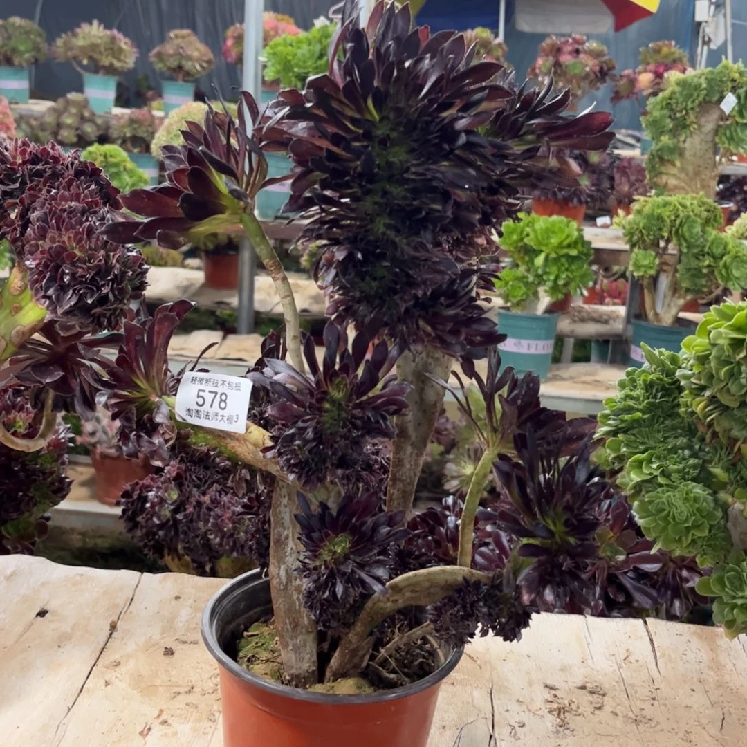 578黑法师缀化多肉植物