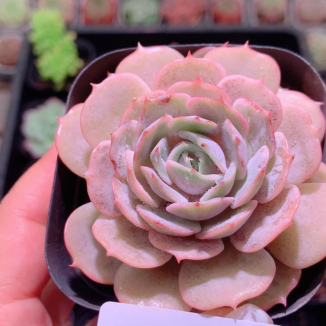 乐然6-206 新品单头