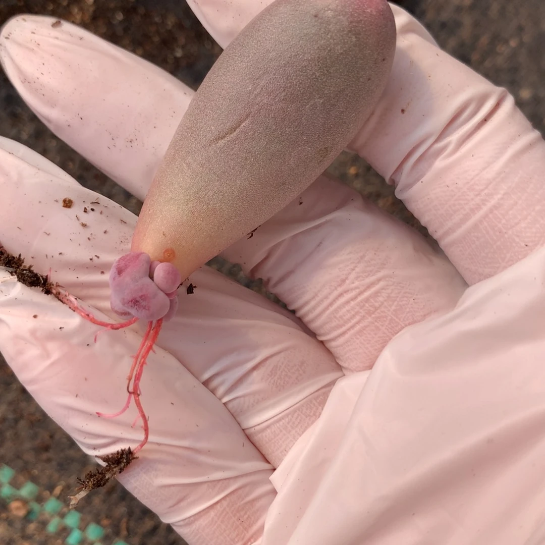 米可奶酪多肉米可奶。