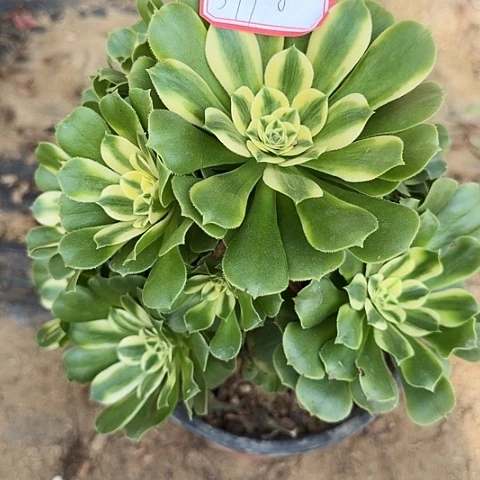 多肉植物辛尼亚577