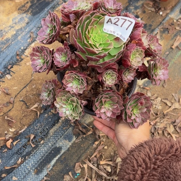 微瑕赤炎链多肉植物277.