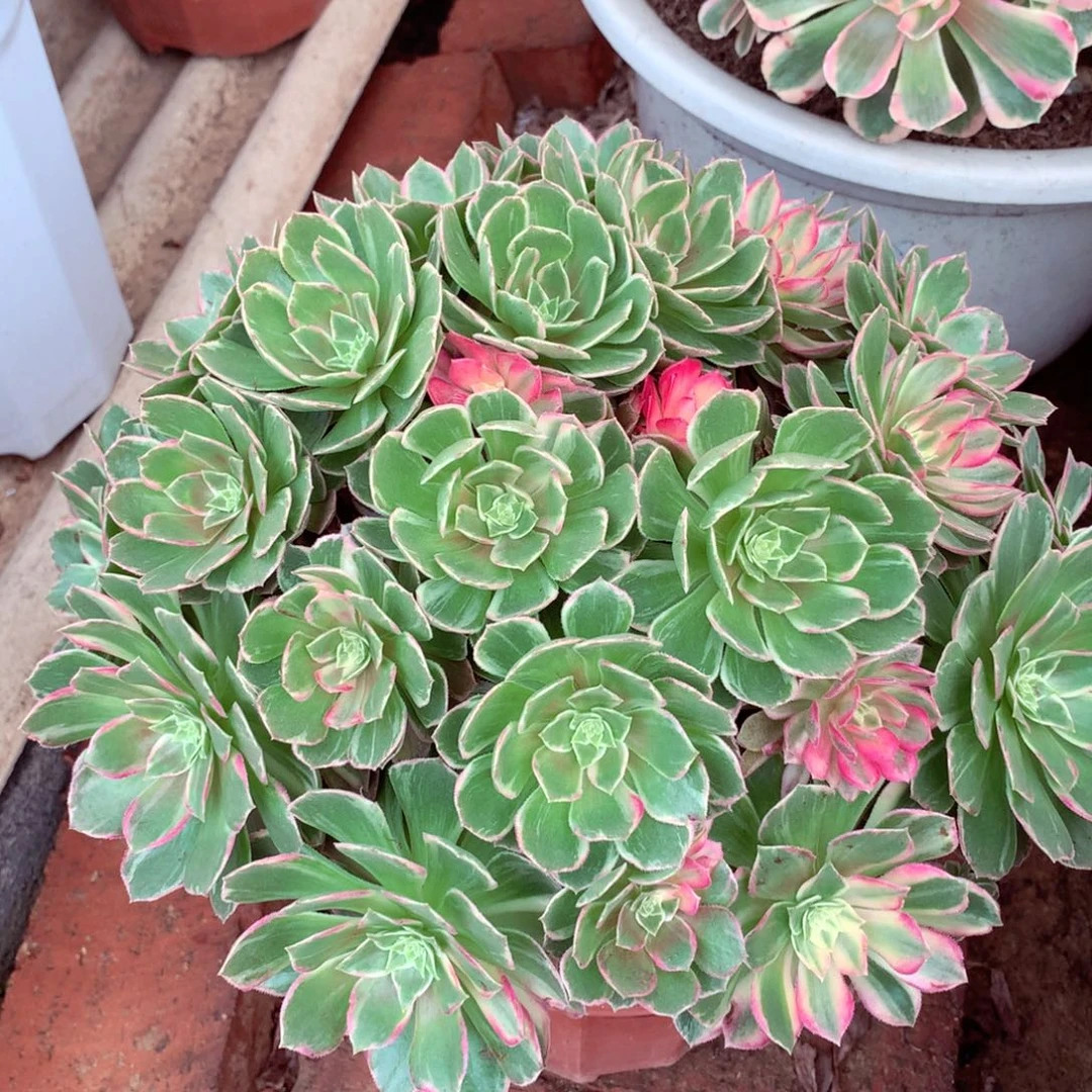 万花筒，多肉植物的