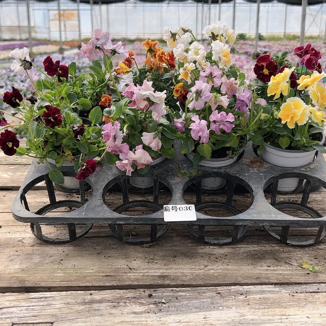 【闪购商品】030号