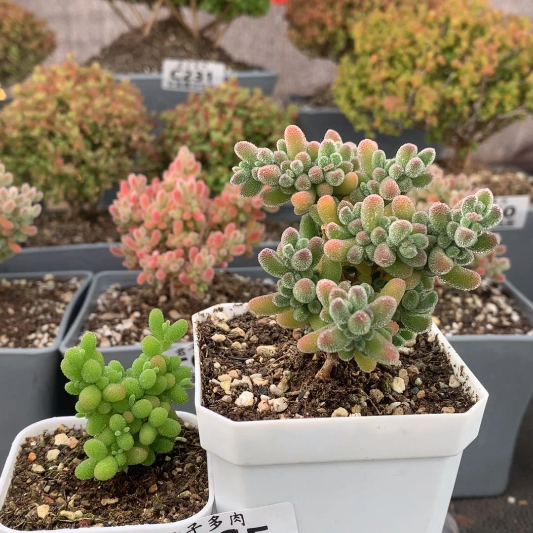 7*乖c265蜜橘冰晶枝干番杏