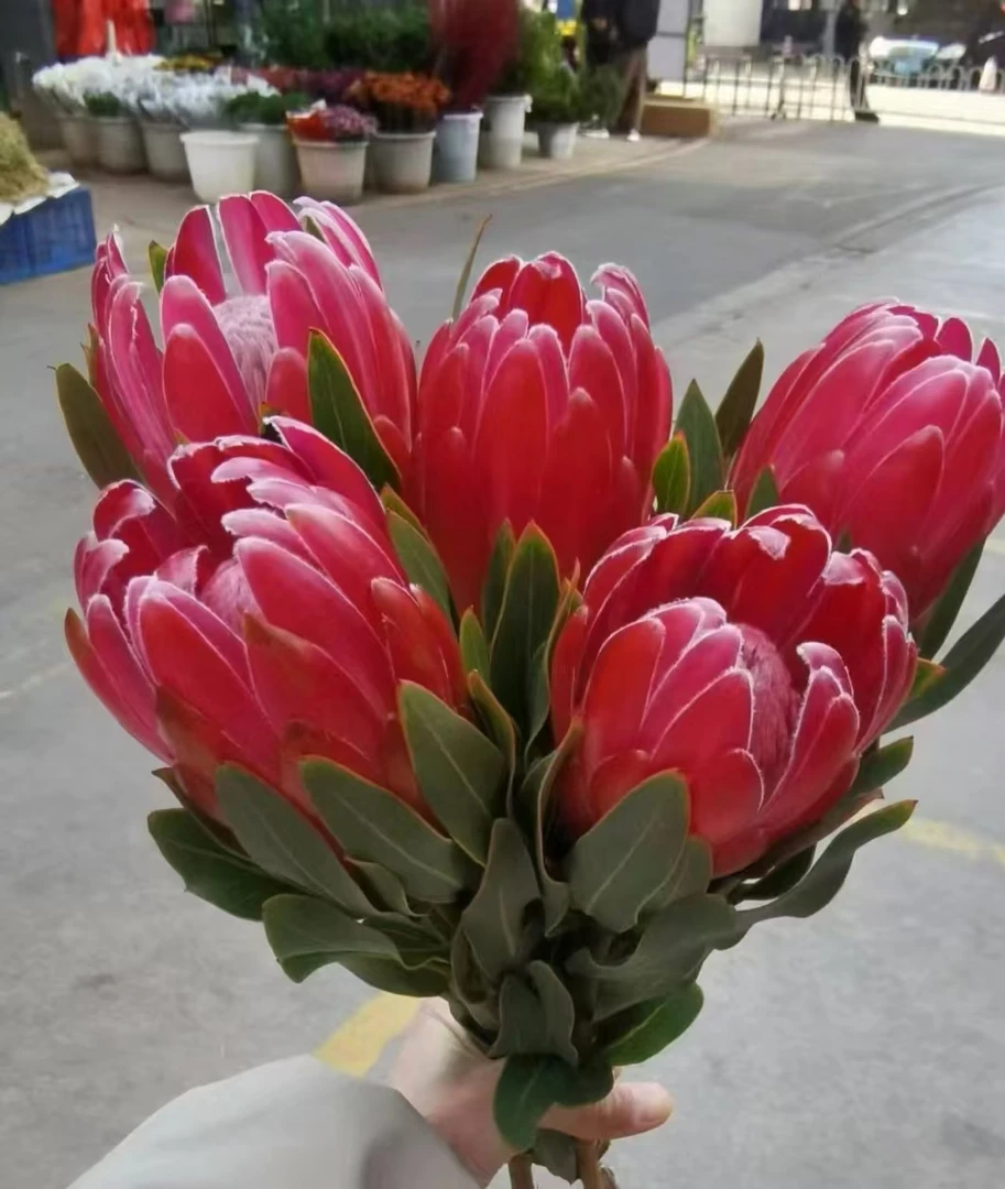 【彩色布兰达公主买5支送5支浮力】公主花高品质鲜切花室内插花期长