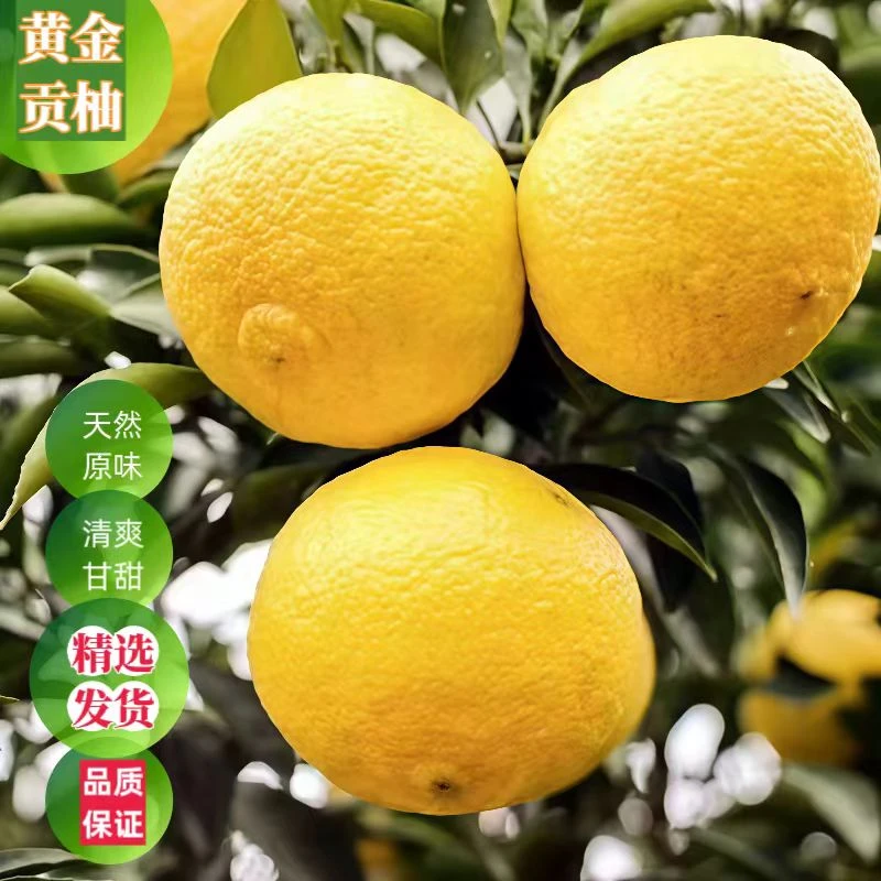 湖南怀化黄金贡柚象山青柑橘春香小柚子当季新鲜水果岩垅黄金贡柚