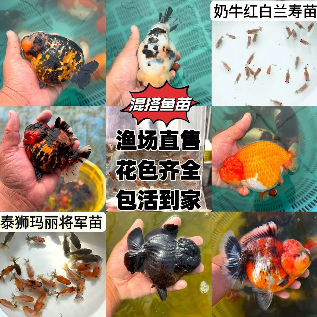 泰狮金鱼（福利品不包售后）