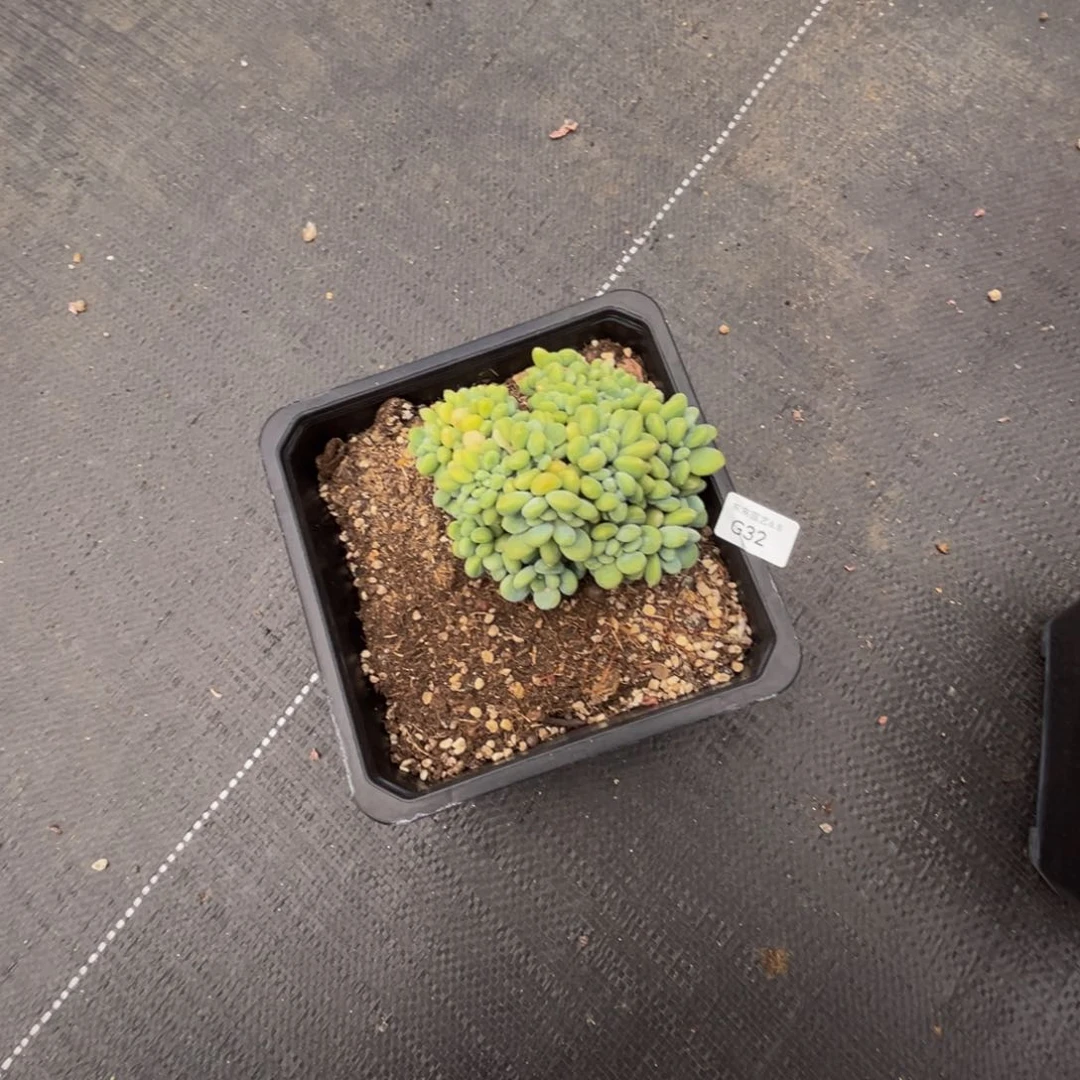 幸***g g g g g g g g g 32