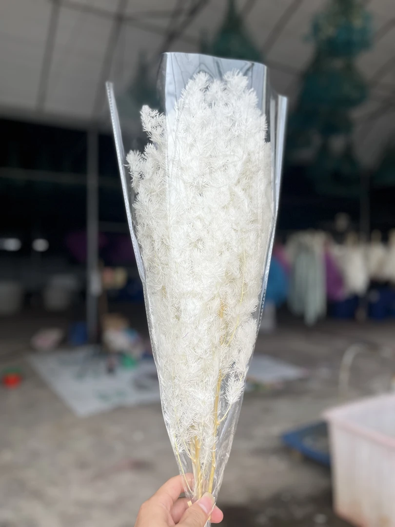 【老师专属】永生蓬莱松白色粉色花店手工DIY适用花材【三把包邮】