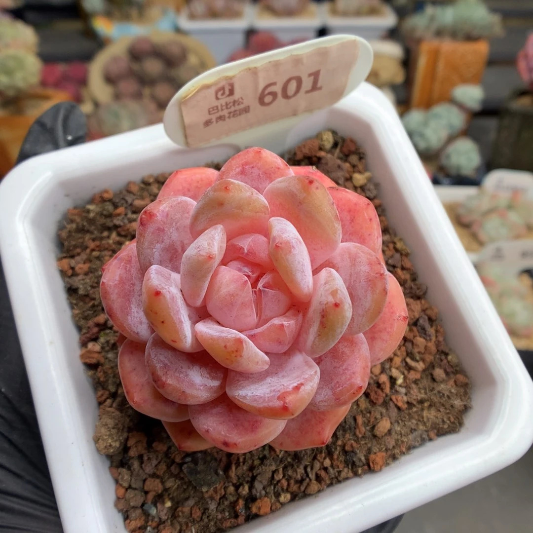 601 糖心果冻橙多肉