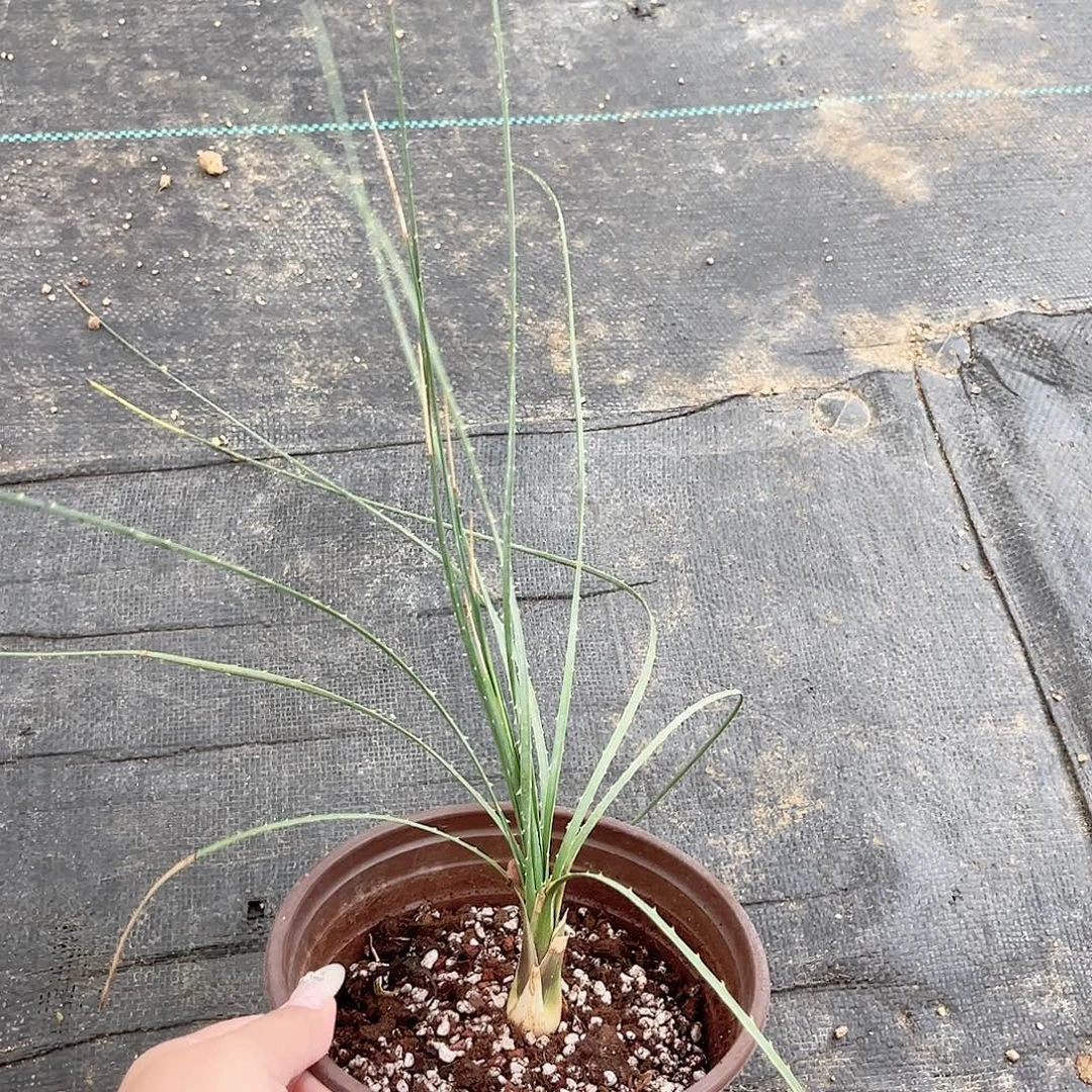 多肉植物草芦荟脱土