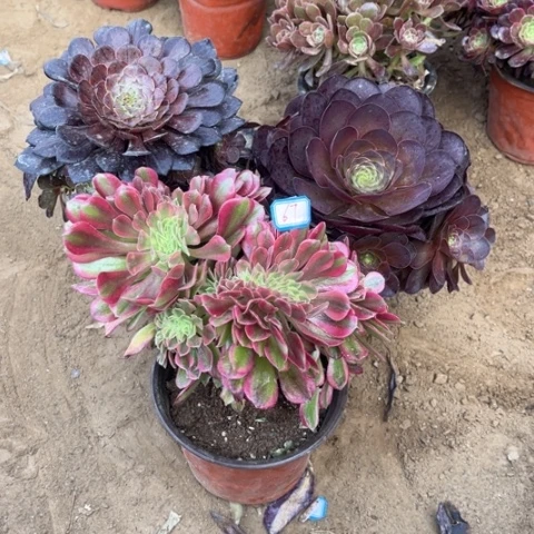 067多肉植物组合