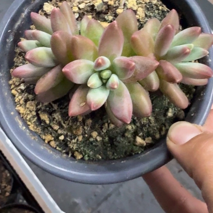 美人杂交 一物一拍