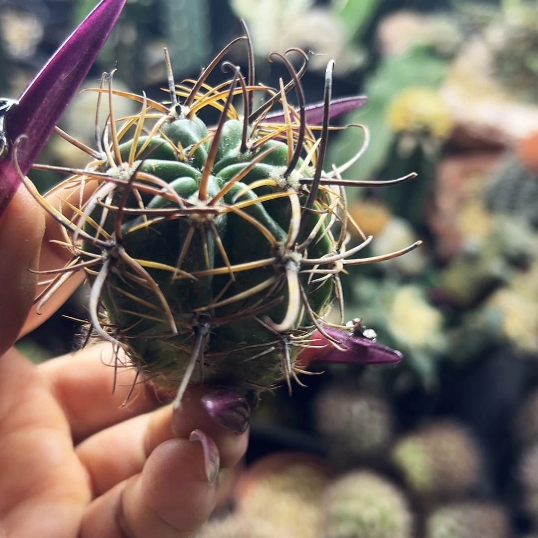 狂风仙人球111111111