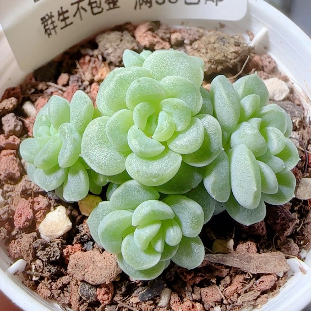 1106-139优选麦杆