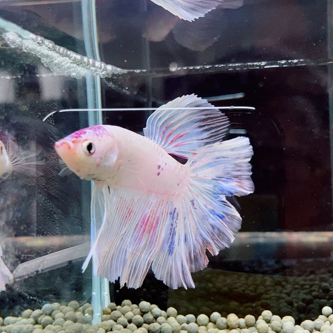 斗鱼蓝50号a a a a a