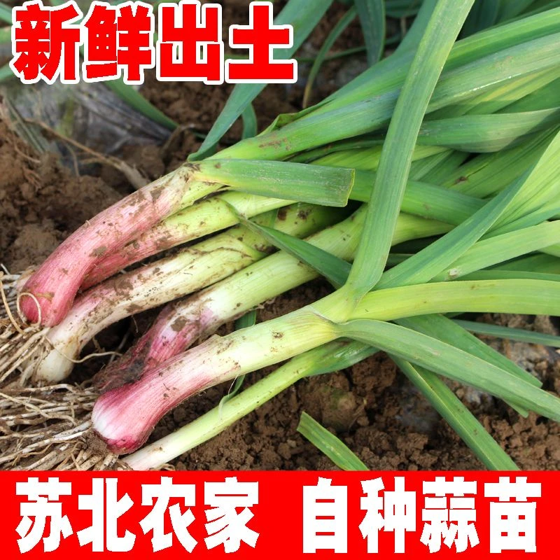 【顺丰包邮】新鲜紫皮红根大蒜苗现挖露天大蒜苗农家自种