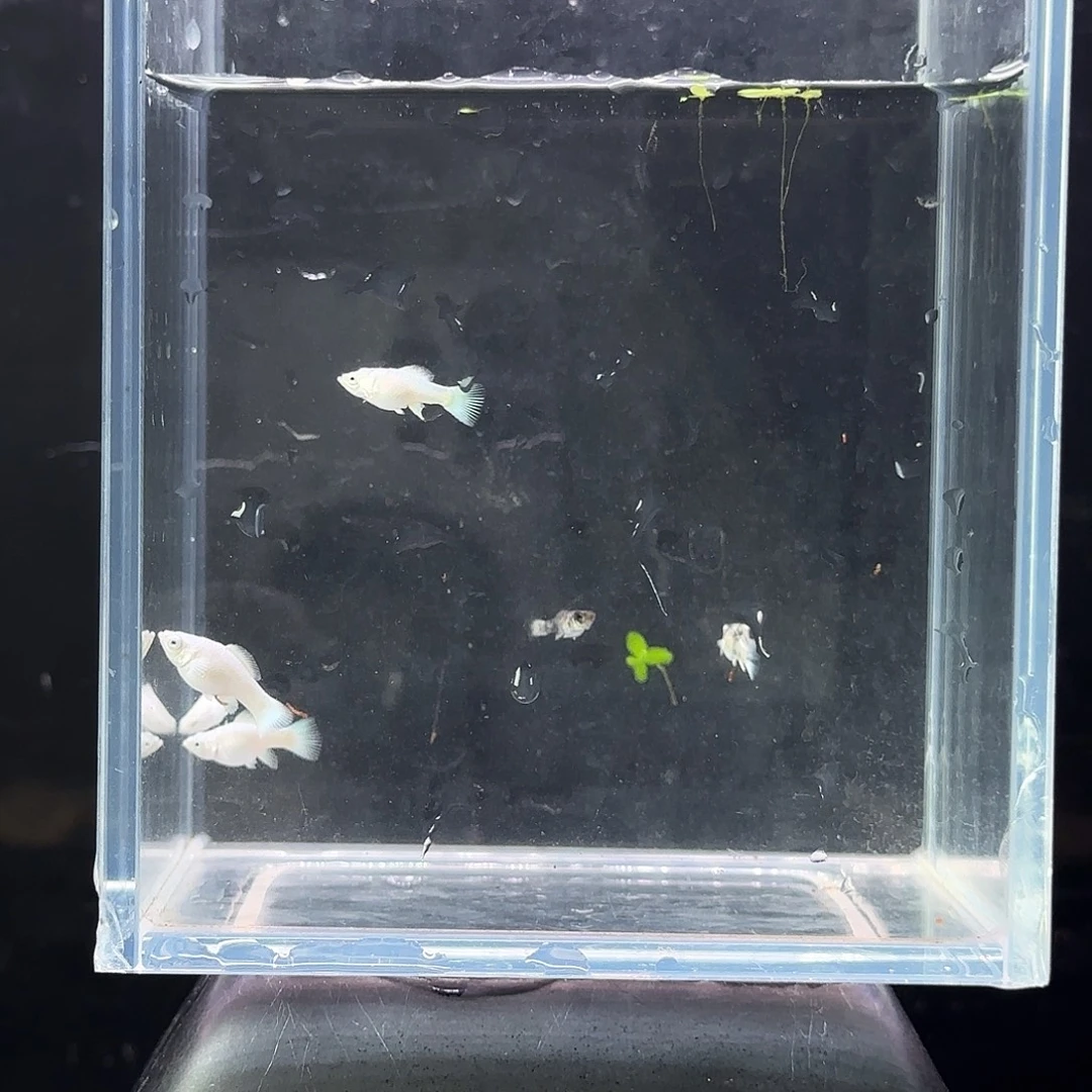 孔雀鱼玛丽苗子5条
